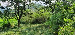 오늘도 즐거운 하루님의 팜모닝 · 출석 작성글 사진