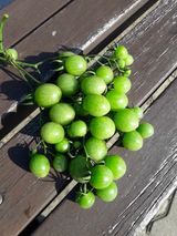 팜모닝 팜모닝·출석 게시글 이미지