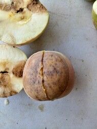 알 수 없음님의 사과 · 병해충상담 작성글 사진