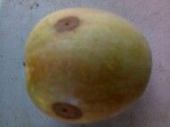 알 수 없음님의 사과 · 병해충상담 작성글 사진