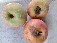 알 수 없음님의 사과 · 병해충상담 작성글 사진