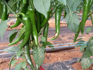 권택준님의 고추 · 병해충상담 작성글 사진