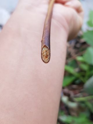 하늘농원님의 블루베리 · 병해충상담 작성글 사진