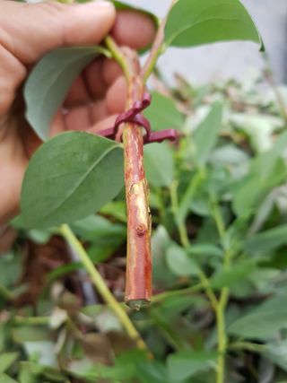 하늘농원님의 블루베리 · 병해충상담 작성글 사진