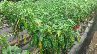 김현필님의 고추 · 병해충상담 작성글 사진