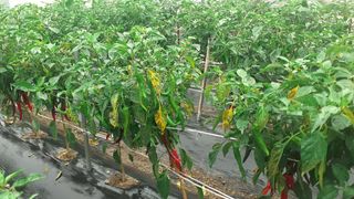 김현필님의 고추 · 병해충상담 작성글 사진