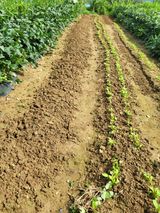 팜모닝 팜모닝·출석 게시글 이미지