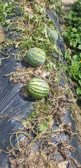 이봉식님의 기타작물 · 병해충상담 작성글 사진