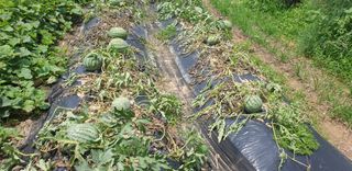 이봉식님의 기타작물 · 병해충상담 작성글 사진