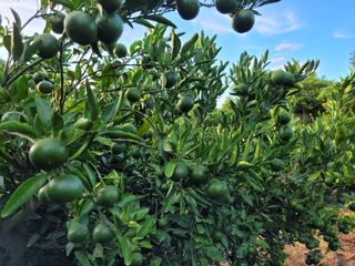 팜모닝회원백현선님의 팜모닝 · 출석 작성글 사진