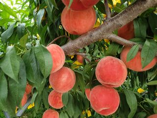 팔봉마운틴님의 팜모닝 · 출석 작성글 사진