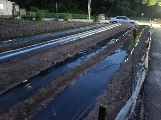 이기도님의 옥수수 · 자유게시판 작성글 사진
