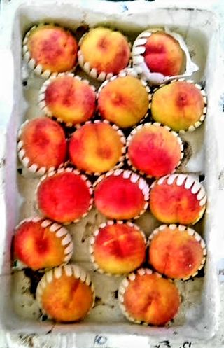 백우현님의 자두 · 자유게시판 작성글 사진