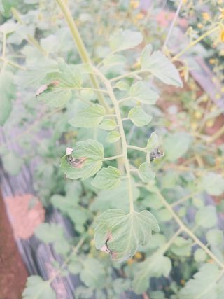 나우리농장님의 토마토 · 병해충상담 작성글 사진