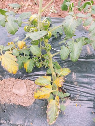 나우리농장님의 토마토 · 병해충상담 작성글 사진