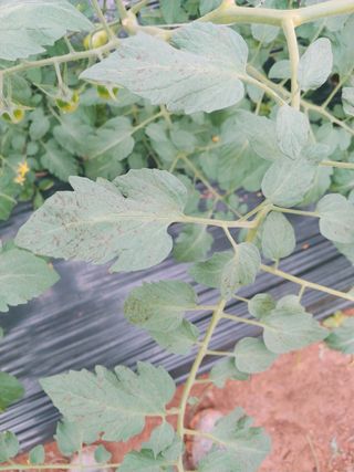 나우리농장님의 토마토 · 병해충상담 작성글 사진