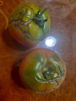 보배님의 토마토 · 병해충상담 작성글 사진