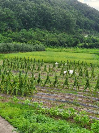손영국님의 팜모닝 · 출석 작성글 사진