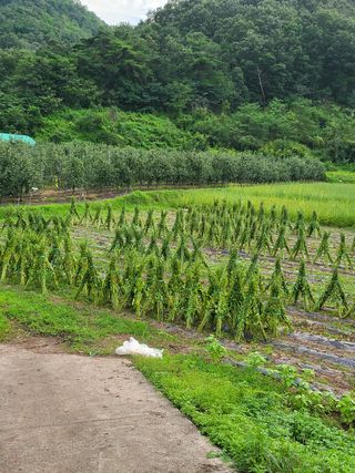 손영국님의 팜모닝 · 출석 작성글 사진
