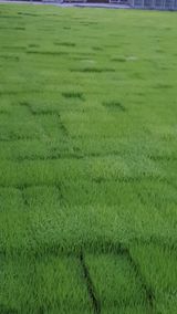 팜모닝 팜모닝·출석 게시글 이미지