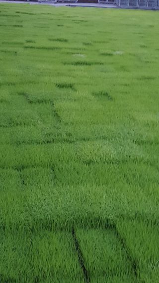 헐크로보캅님의 팜모닝 · 출석 작성글 사진