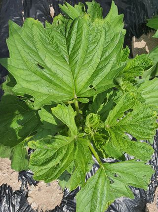 좋은여자님의 참깨 · 병해충상담 작성글 사진