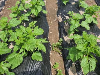 좋은여자님의 참깨 · 병해충상담 작성글 사진