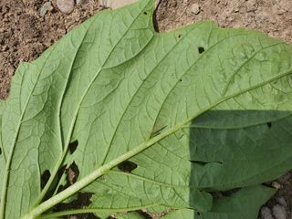 좋은여자님의 참깨 · 병해충상담 작성글 사진