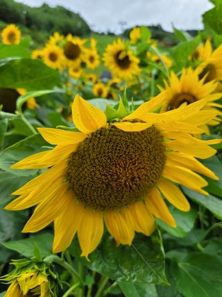 김미영님의 팜모닝 · 출석 작성글 사진