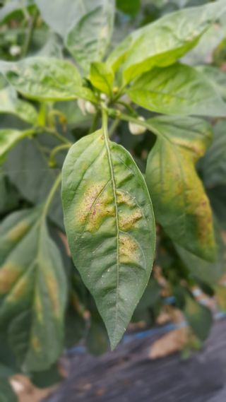 순둥이님의 고추 · 병해충상담 작성글 사진