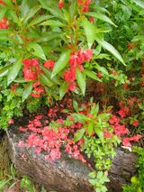 팜모닝 블루베리·자유게시판 게시글 이미지