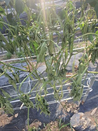 The조은농부님의 고추 · 병해충상담 작성글 사진