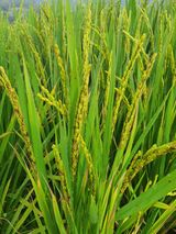 팜모닝 기타작물·병해충상담 게시글 이미지