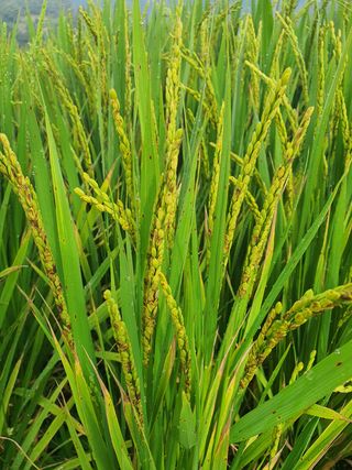 매실26760님의 기타작물 · 병해충상담 작성글 사진