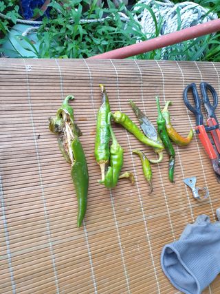 권영식님의 고추 · 병해충상담 작성글 사진