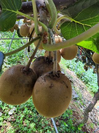 예사랑대빵님의 기타작물 · 병해충상담 작성글 사진