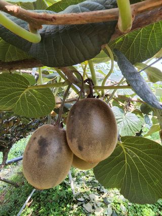 예사랑대빵님의 기타작물 · 병해충상담 작성글 사진