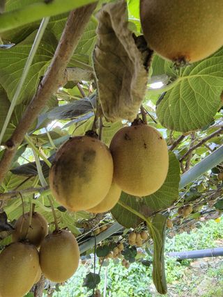 예사랑대빵님의 기타작물 · 병해충상담 작성글 사진