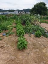 팜모닝 팜모닝·출석 게시글 이미지