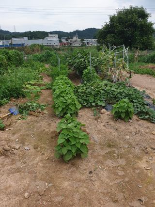 김영옥님의 팜모닝 · 출석 작성글 사진