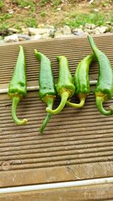 팜모닝 고추·병해충상담 게시글 이미지