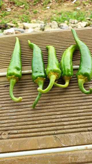 황창용님의 고추 · 병해충상담 작성글 사진