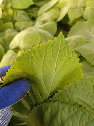 깻잎농부님의 들깨 · 병해충상담 작성글 사진