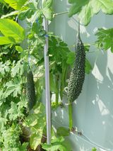 팜모닝 팜모닝·출석 게시글 이미지