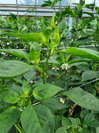 박경옥님의 고추 · 병해충상담 작성글 사진