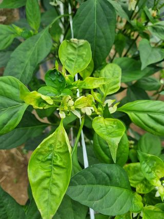 박경옥님의 고추 · 병해충상담 작성글 사진