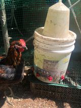 팜모닝 고추·일상 게시글 이미지