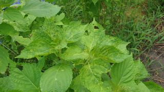 박종현님의 들깨 · 병해충상담 작성글 사진