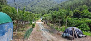 지상낙원님의 기타작물 · 병해충상담 작성글 사진