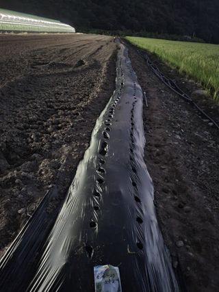 김권수님의 팜모닝 · 출석 작성글 사진